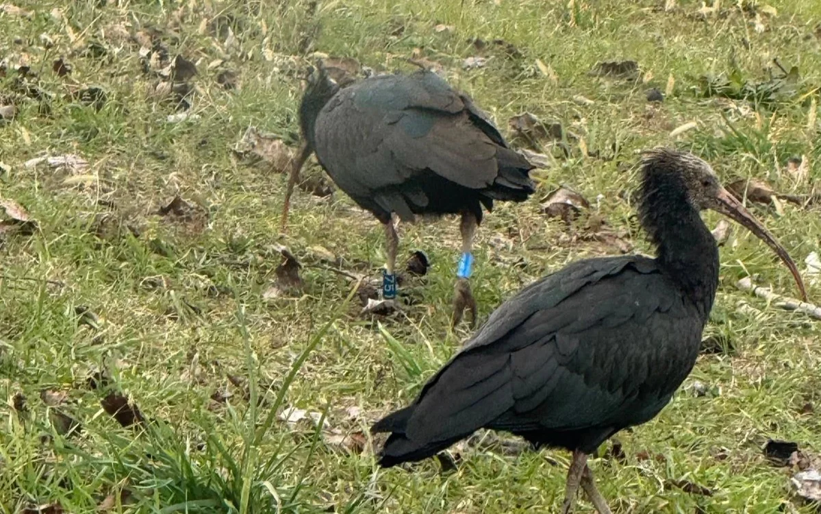 Avvistati due rari esemplari di uccelli nelle campagne abruzzesi