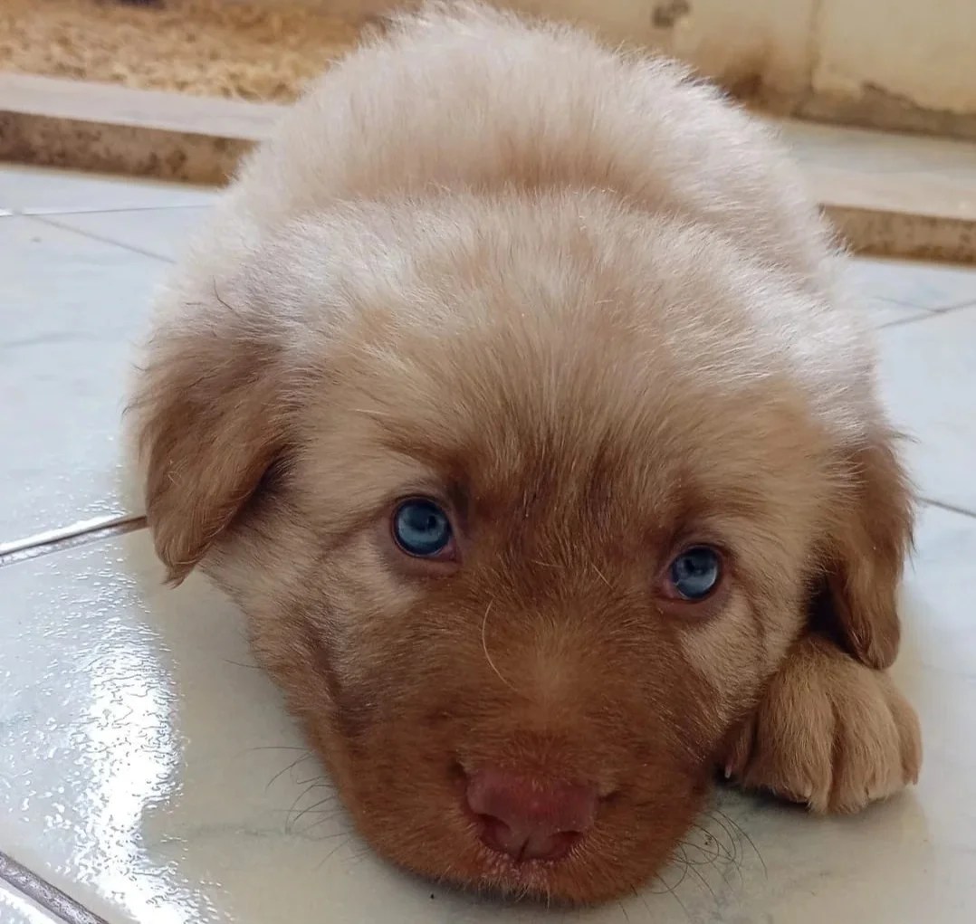 FOTO | Adotta un cuore a quattro zampe, la campagna Lida al Centro commerciale di Teramo