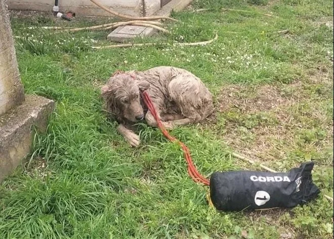 Cade in una vasca di liquami, salvato un cane