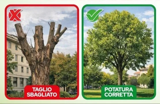 Stati Generali del verde urbano a Giulianova per la gestione di alberi e potature