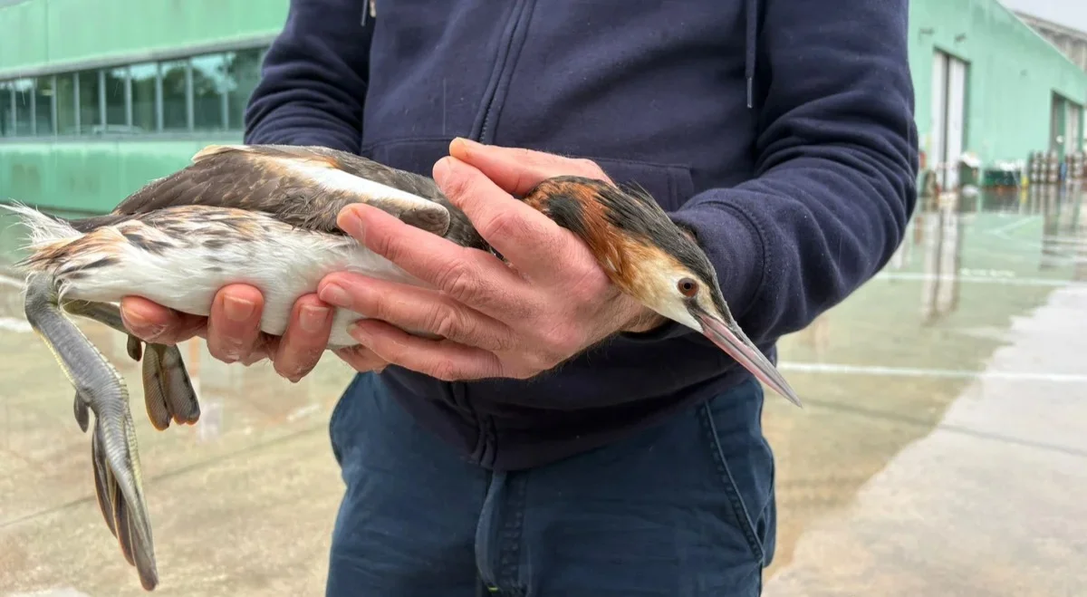 Rinvenuto un bell'esemplare di Svasso Maggiore
