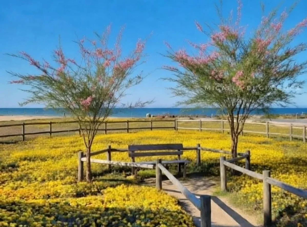 Piano spiaggia di Roseto, un giardino dunale davanti all'ex Mion