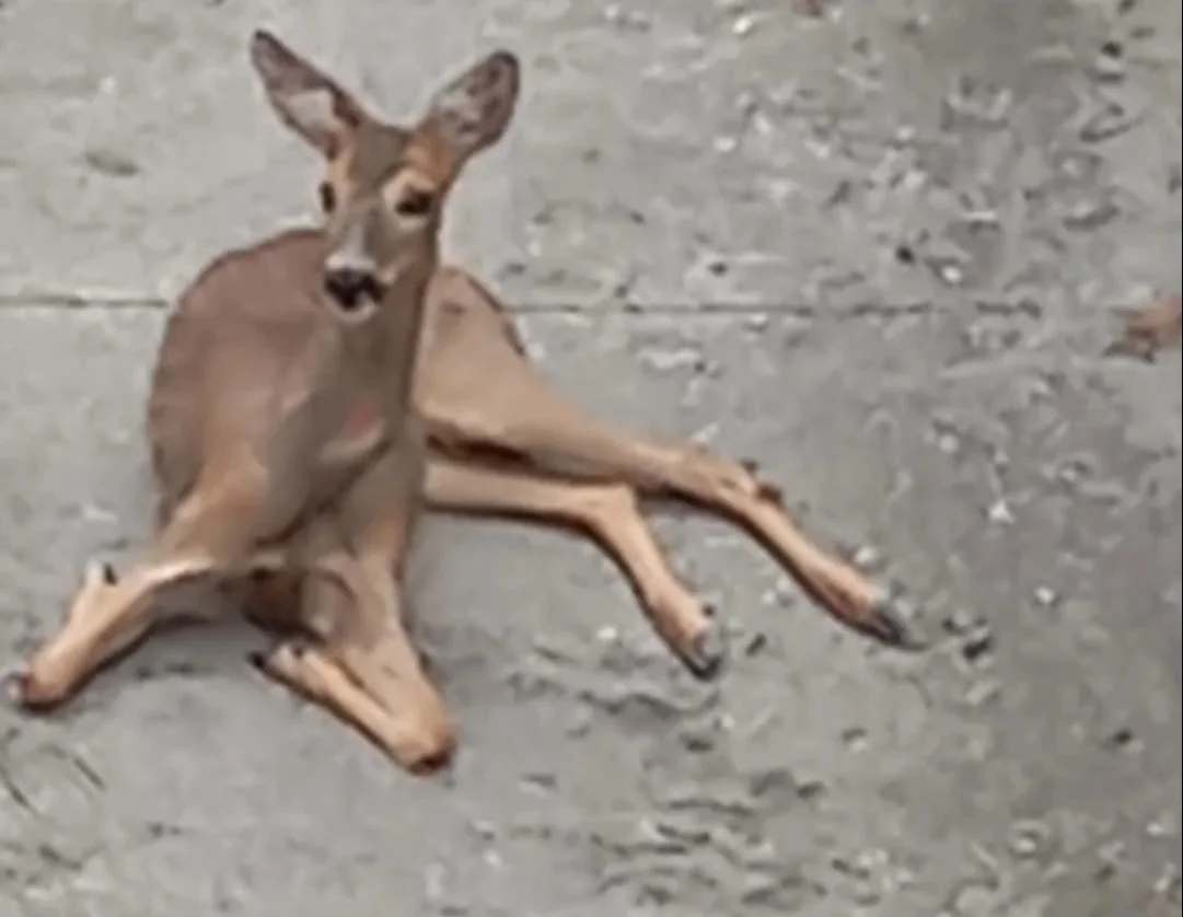 Capriolo ferito soccorso a San Nicolò a Tordino