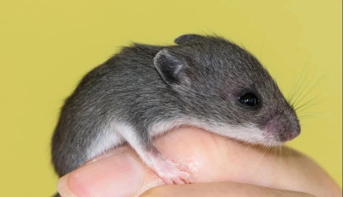 Hantavirus, confronto Regione-Asl-Izs sulla situazione e sui protocolli