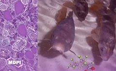 Unite, un esperimento sulla carpa comune in copertina su Toxics