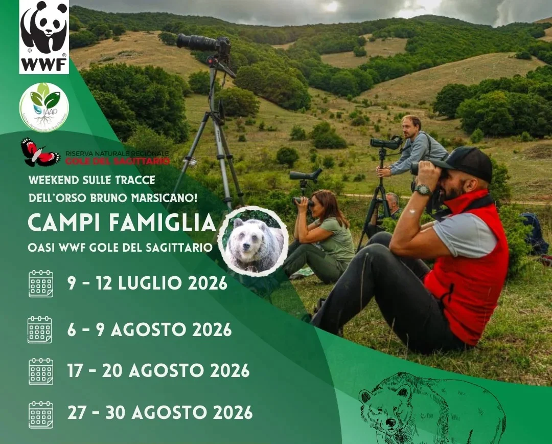 Campi WWF per famiglie, vivere l’Orso bruno marsicano e proteggerne il futuro