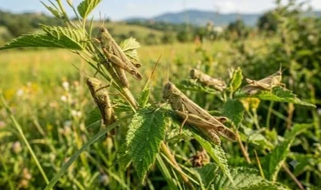 Invasione di cavallette a Teramo, disinfestazione straordinaria