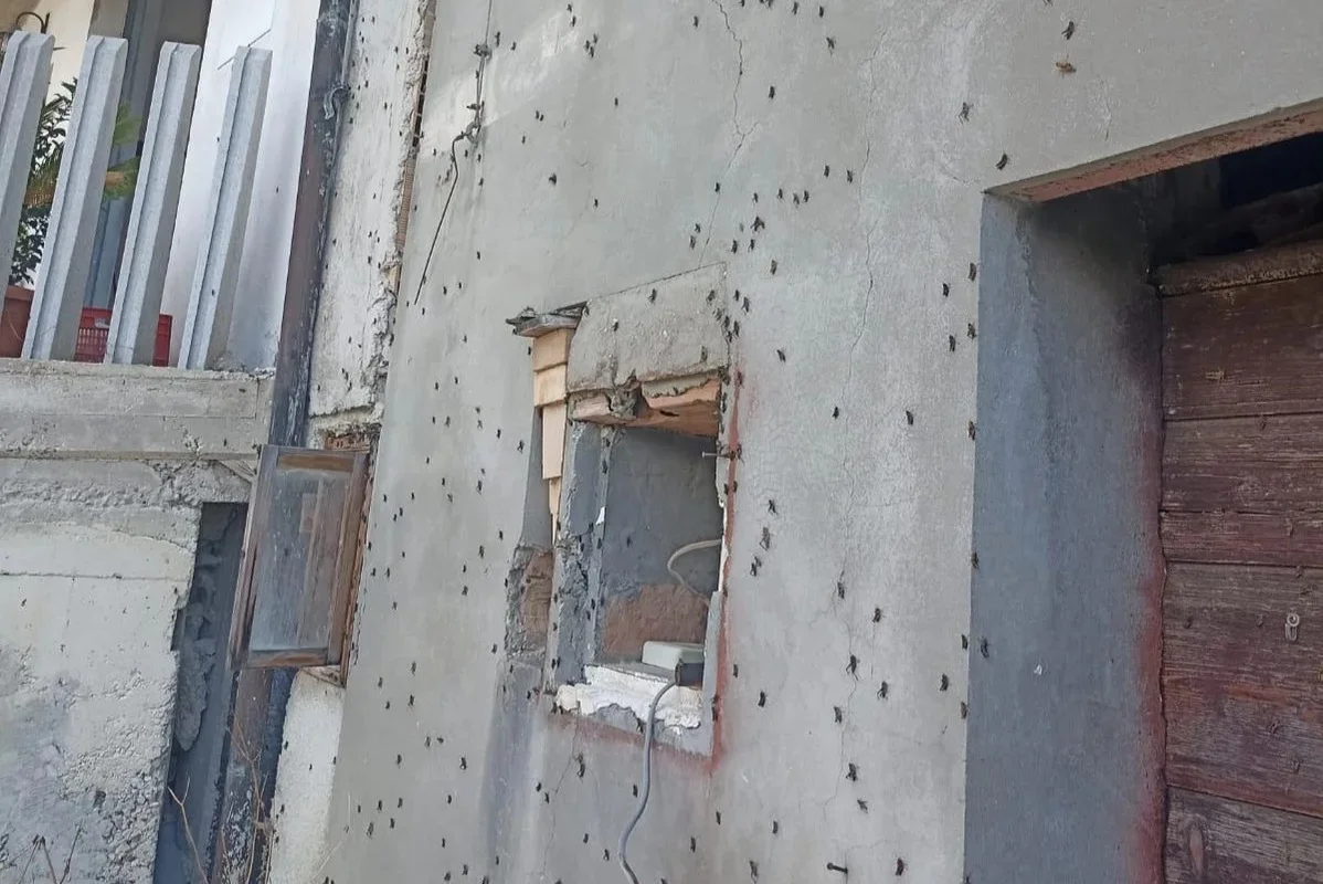 FOTO e VIDEO | Nuova invasione di grilli e cavallette a Teramo, colpite Villa Romita e Sparazzano