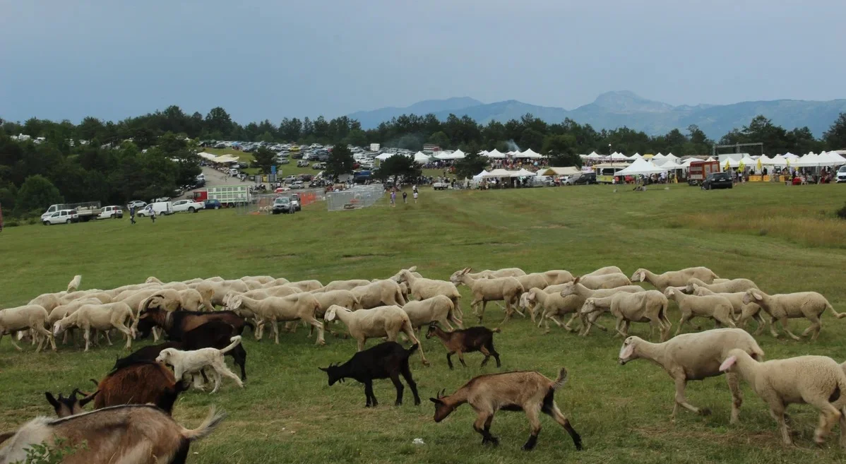 Fiera della Pastorizia di Piano Roseto, appuntamento con la 162^ edizione
