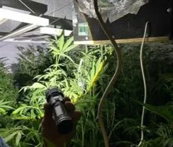 Una serra di piante di marijuana per... 3 denunce