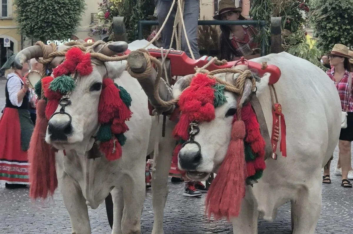 "Atri Cultura in Eventi 2026": oltre 220 appuntamenti da luglio a settembre