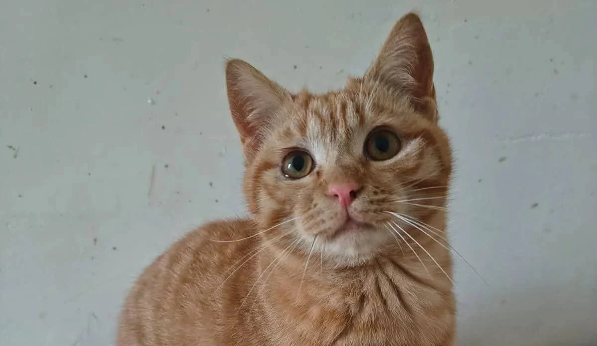 Adozione di gatti e cani nel week end al Centro Commerciale Gran Sasso