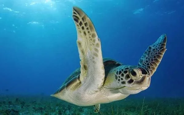 Borsacchio, la Caretta caretta sceglie ancora la Riserva per deporre le uova