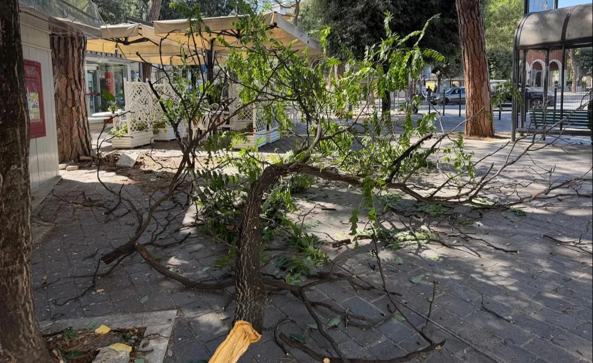 FOTO | Teramo, grosso ramo cade sui cavi elettrici lungo viale Mazzini