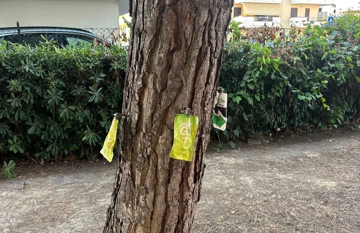 Cocciniglia tartaruga, avviato il trattamento nelle pinete di Alba Adriatica
