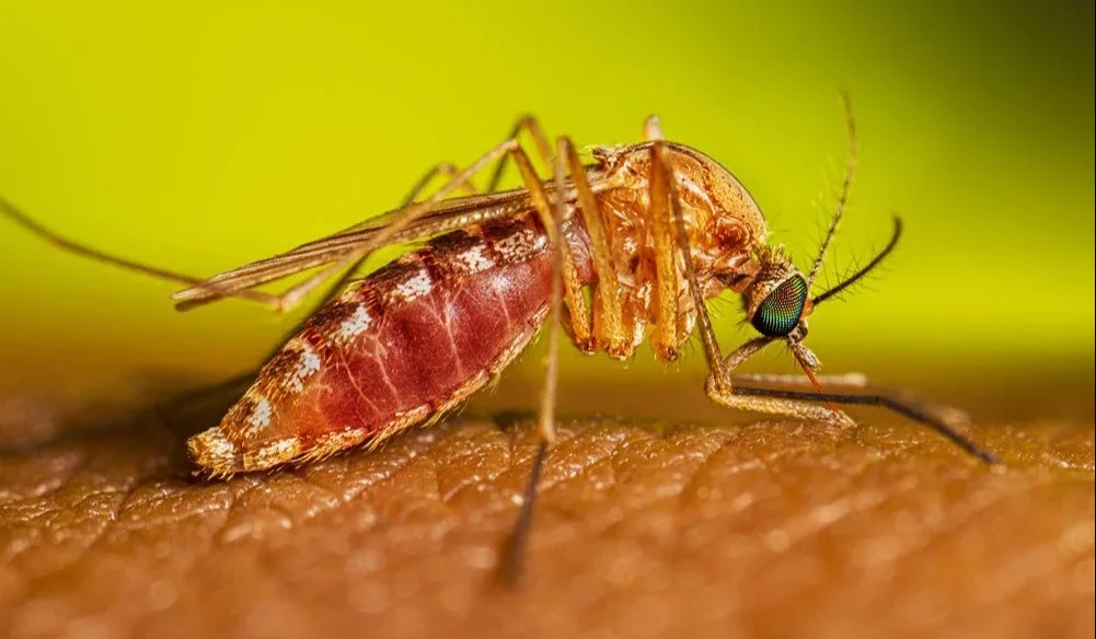 ASL: West Nile Virus, un ricovero al Mazzini