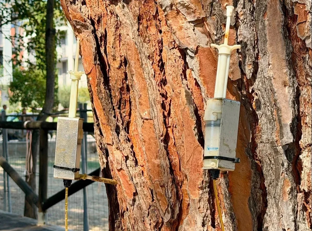 Cocciniglia tartaruga, ulteriori trattamenti su 322 pini con fondi propri del Comune di Pineto