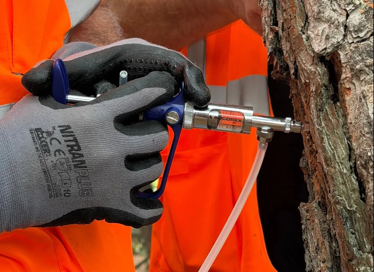 Pineto, proseguono gli interventi di contrasto alla diffusione della cocciniglia del pino