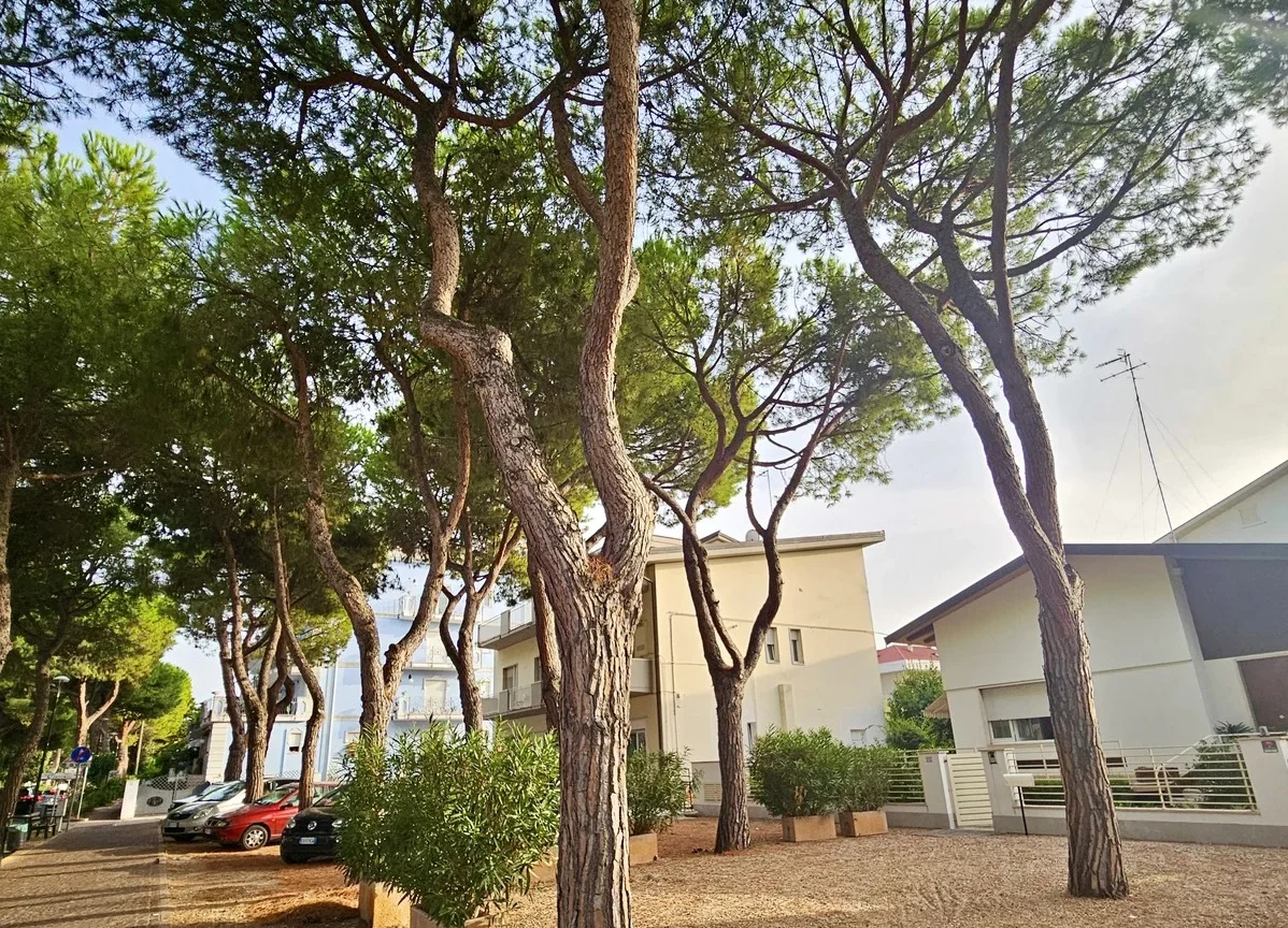FOTO | Cocciniglia tartaruga, confermata la presenza sui pini di Viale Orsini nord