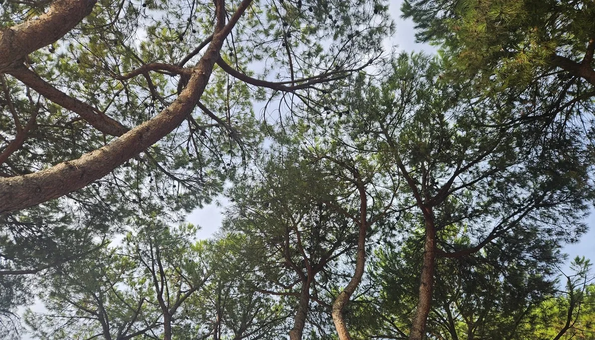 Cocciniglia, a Giulianova 17.000 euro per il trattamento di 200 pini
