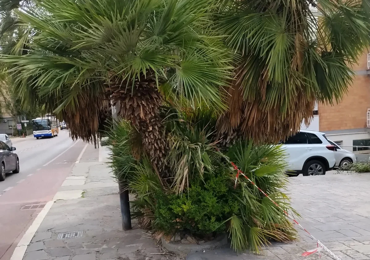 FOTO | Le piante dell'hotel Sporting impediscono il passaggio pedonale