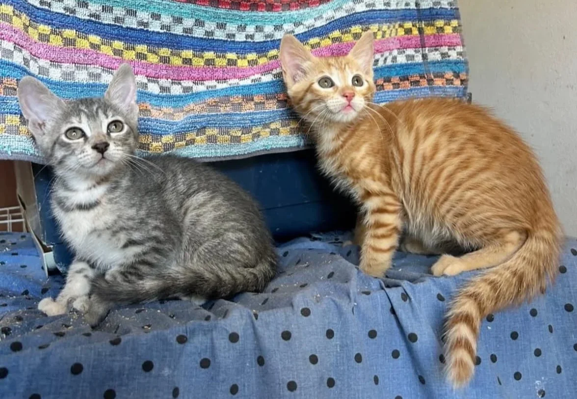 FOTO | Abbandono di animali, appello della Lida all'adozione