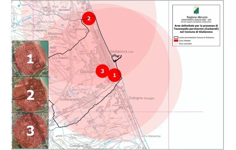 Cocciniglia dei pini, la Regione registra tre focolai a Giulianova