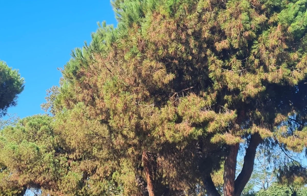 Cocciniglia, a Roseto degli Abruzzi partono i primi trattamenti