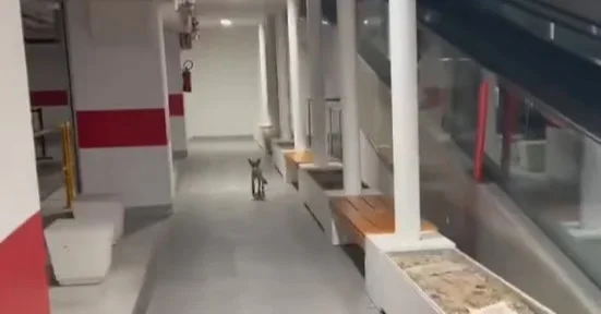 VIDEO | Teramo, una volpe al supermercato