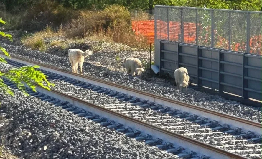 Cani pastori in ferrovia... nei pressi di San Nicolò