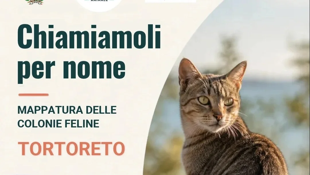 Tortoreto, completata in tre mesi la mappatura delle colonie feline
