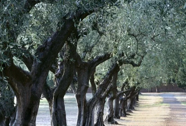 Città dell’Olio, camminata tra gli ulivi in Val Vibrata
