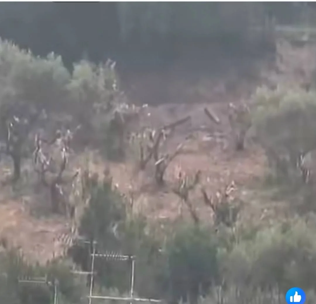 Abbattimento ulivi nella collina sotto via Vittorio Veneto: il Cittadino Governante fa chiarezza