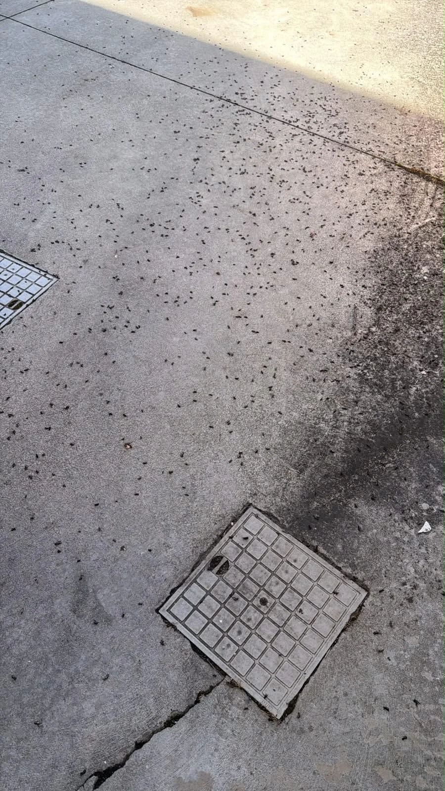 FOTO | Invasione di cavallette nella frazione di Chiareto a Teramo