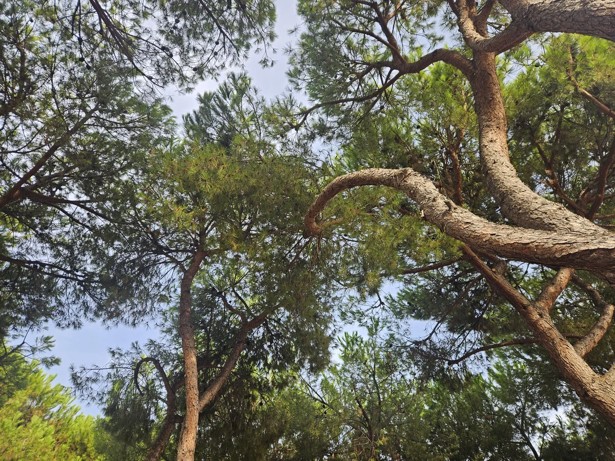 Cocciniglia, Ali Abruzzo sollecita un tavolo tra Regione e Comuni colpiti