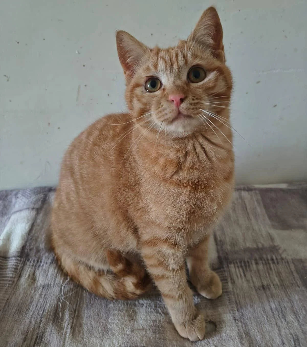 Adozione di gatti e cani nel week end al Centro Commerciale Gran Sasso