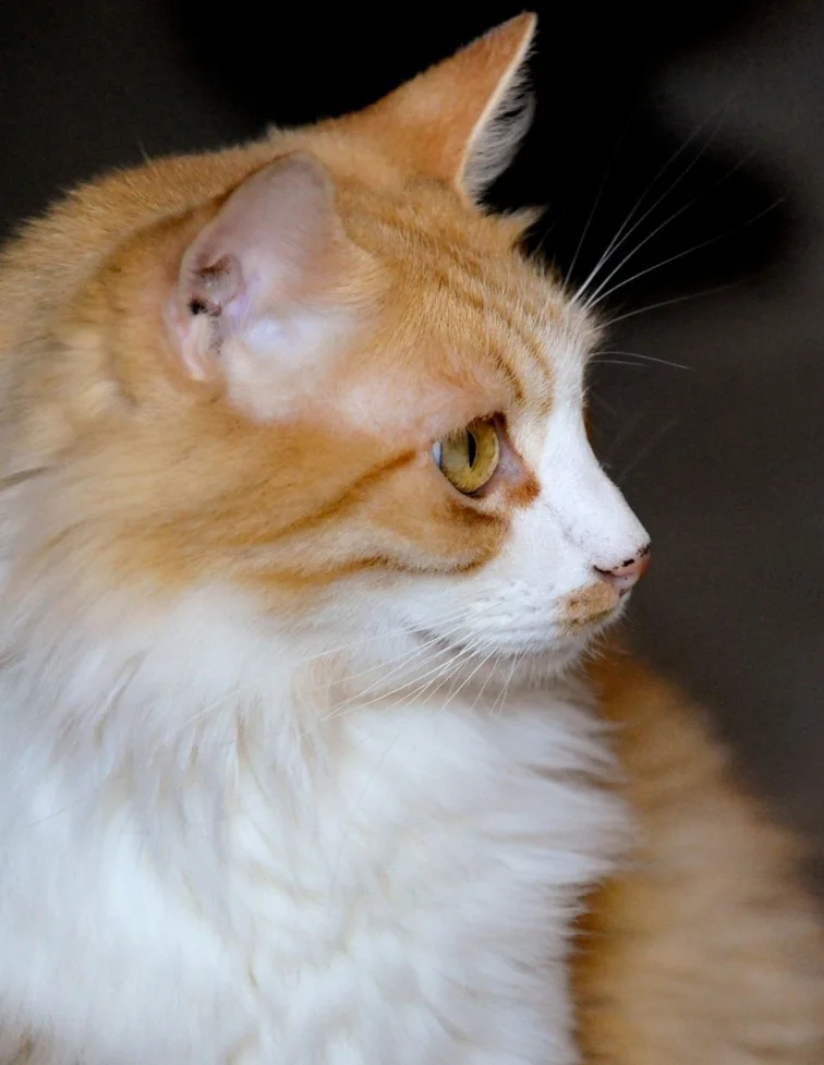 “Adotta un gatto”: torna l'iniziativa della LIDA sezione di Teramo al Centro Commerciale Gran Sasso