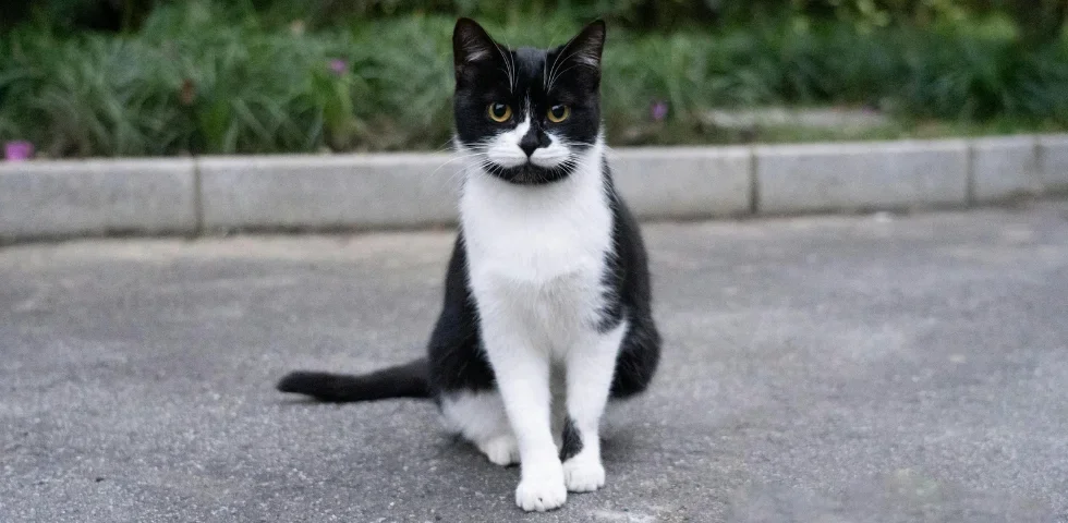 Gatto maltrattato nell'aquilano: la denuncia dell'OIPA