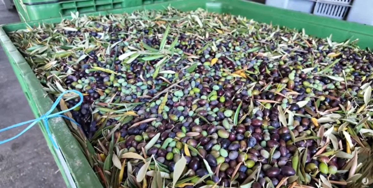 VIDEO | Olio, via alla raccolta Castiglionese: olive sane ma la siccità pesa sulla resa
