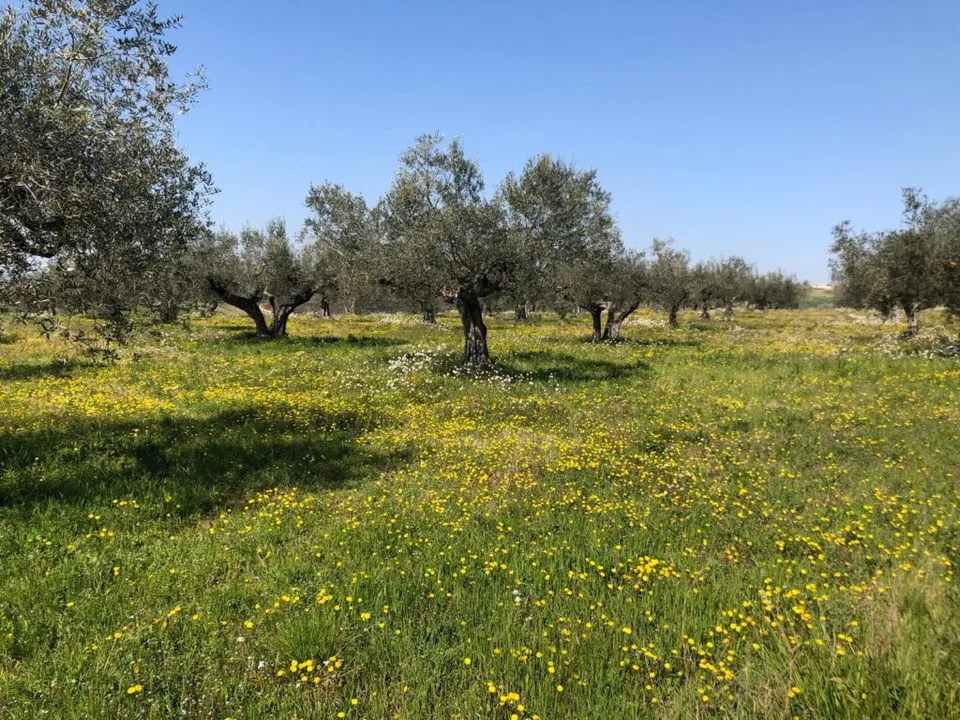 Parco di Villa “Mezzopreti-Castelli” di Roseto degli Abruzzi, la Regione blinda 34 ulivi monumentali