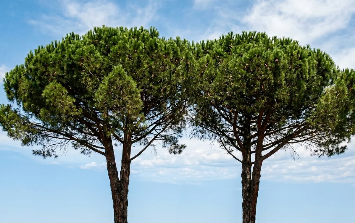 Roseto degli Abruzzi, rimozione e sostituzione di due alberi pericolosi in via Thaulero