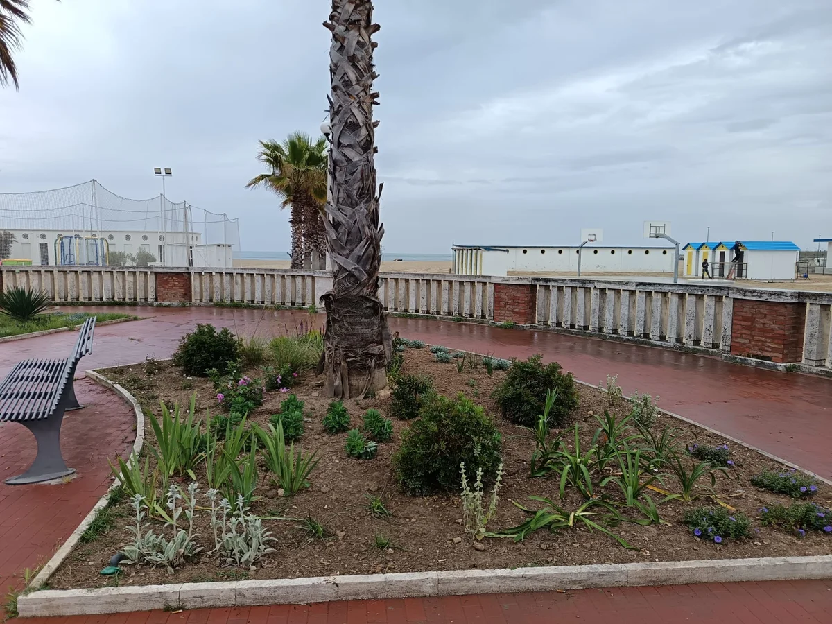 Lungomare di Giulianova, interventi di forestazione urbana