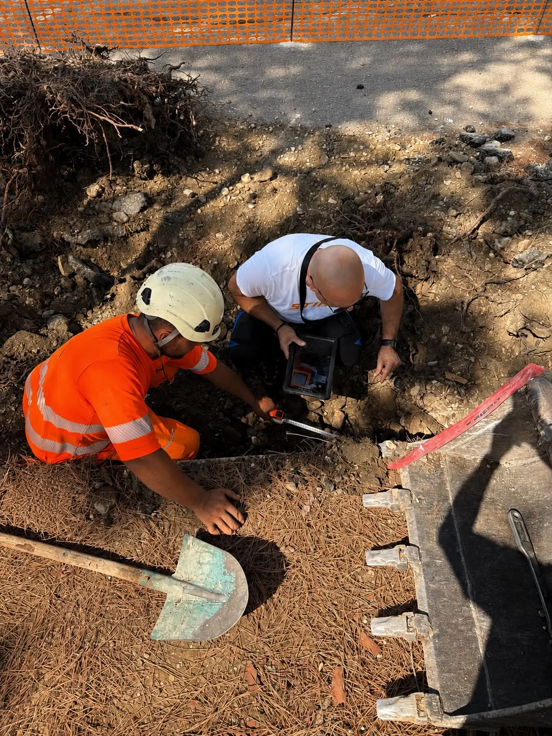 Giulianova, gli alberi preservati in via Nevio