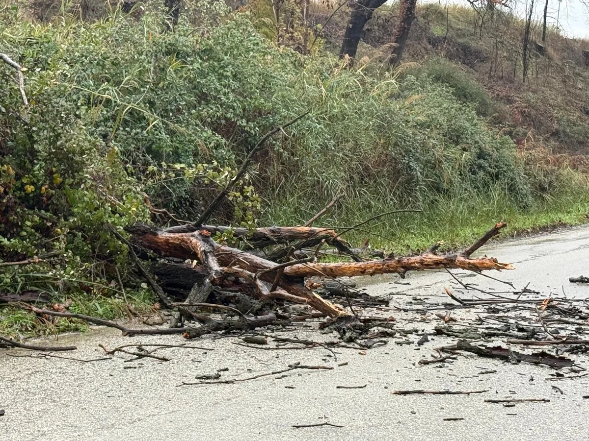 Maltempo, cade albero in contrada Carapollo