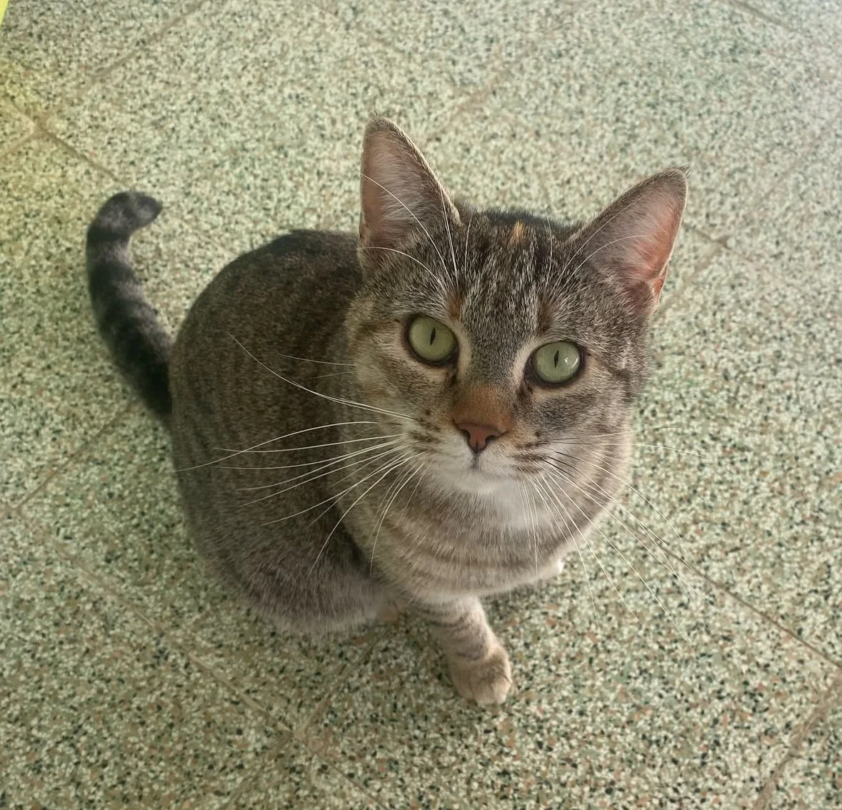 Adotta un amico a 4 zampe al Centro commerciale "Gran Sasso"