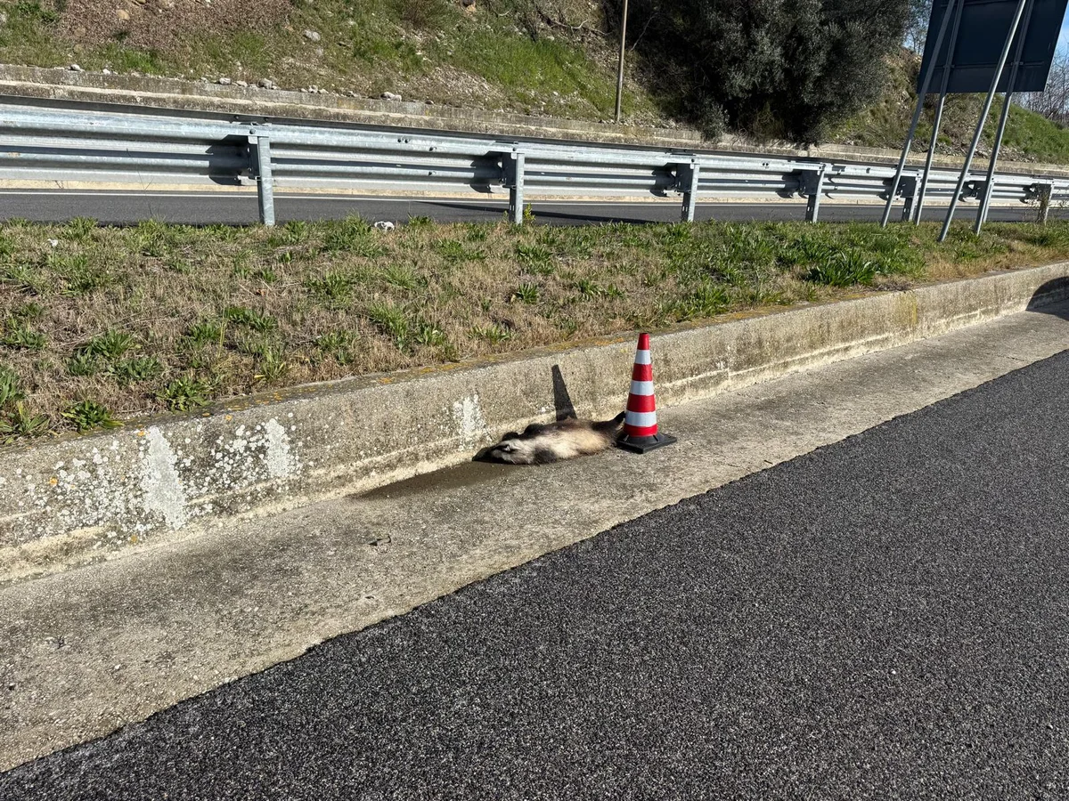 Investito e ucciso un tasso sulla Teramo mare