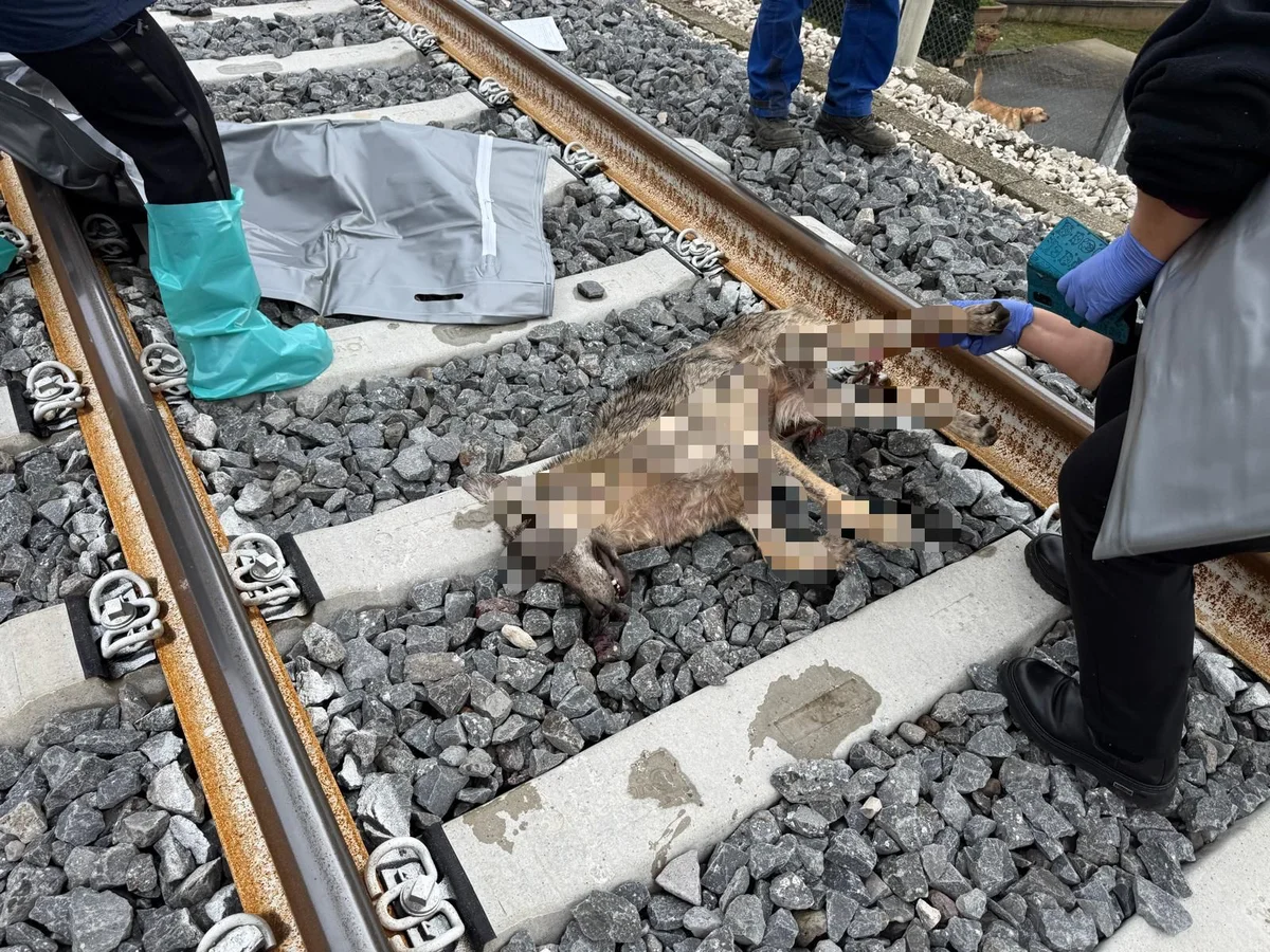FOTO | Due esemplari di Lupo travolti e uccisi da un treno