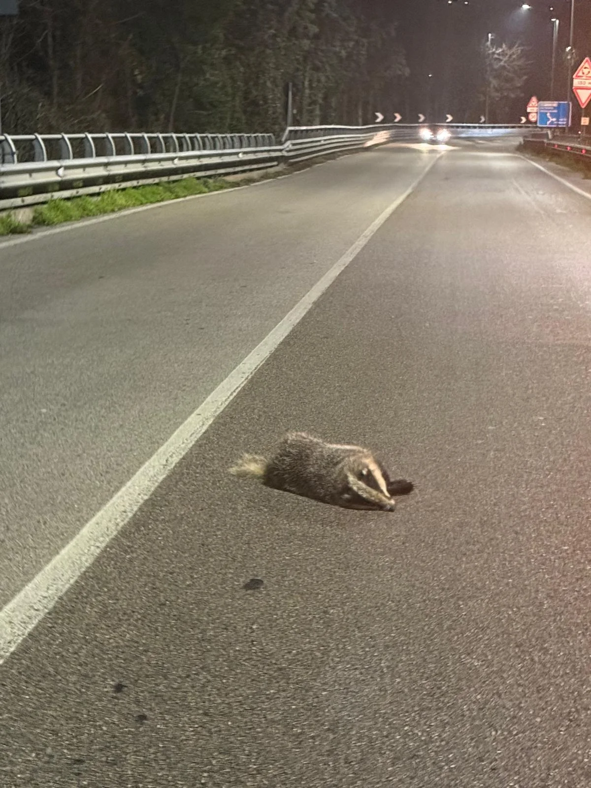 Investiti e uccisi 3 tassi sulle strade del teramano