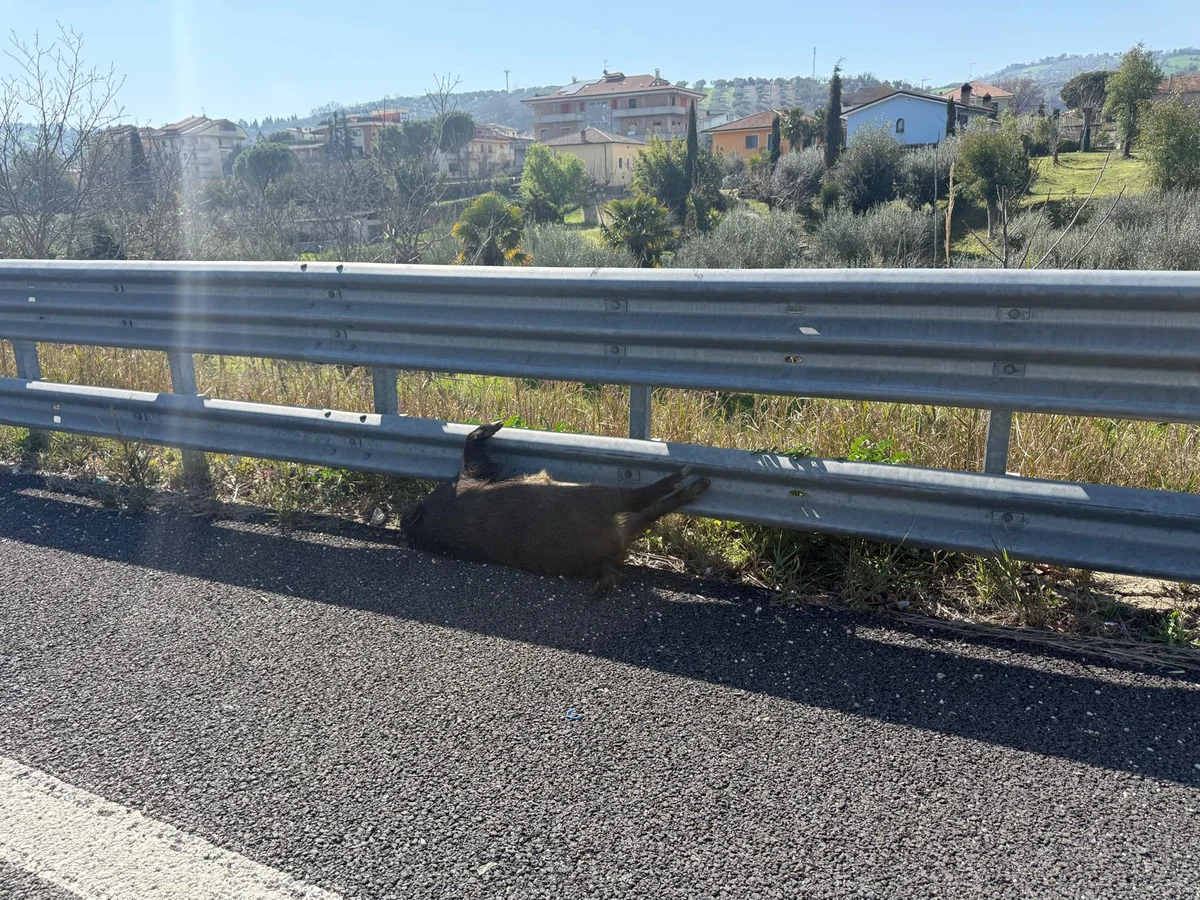 Cinghiale investito e ucciso sulla Teramo-mare