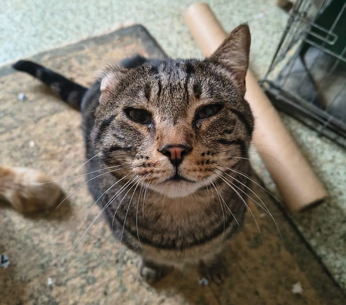 FOTO | Al Centro Commerciale Gran Sasso, "Adotta un amico a quattro zampe"